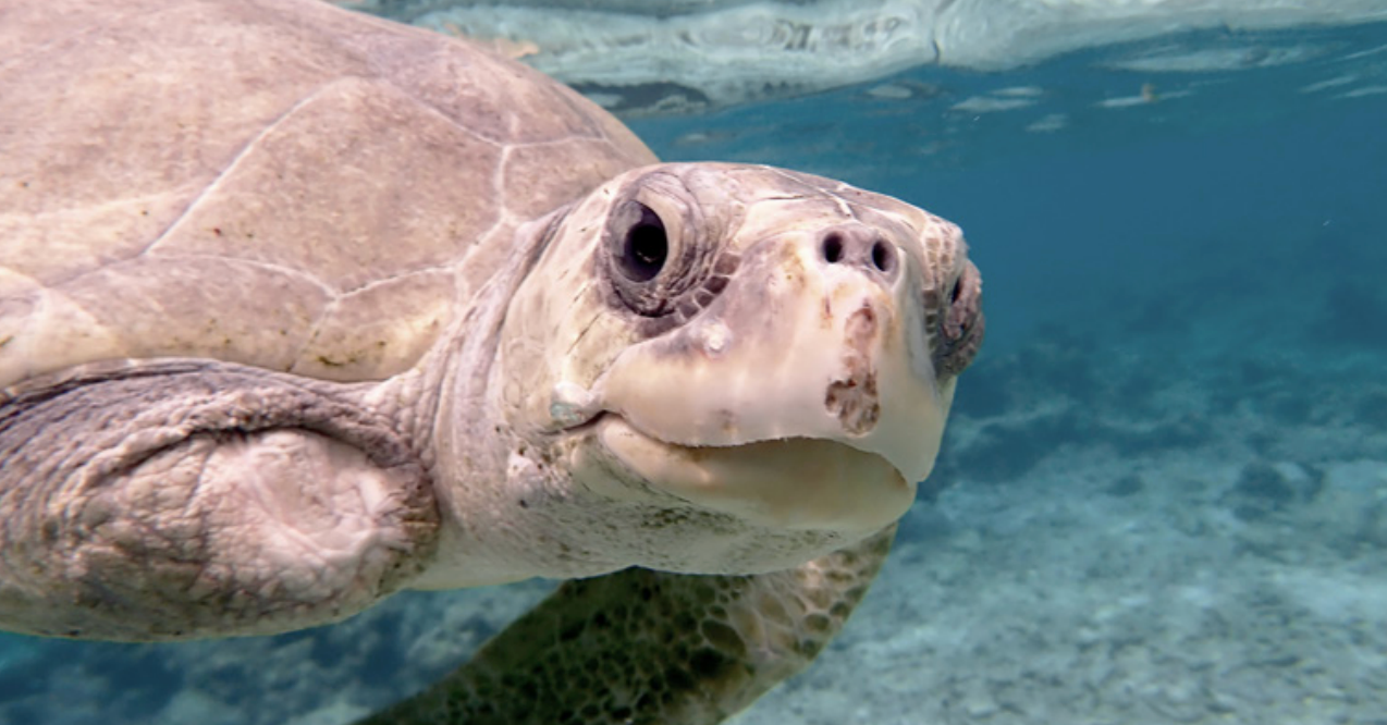 Sea Turtle Monitoring